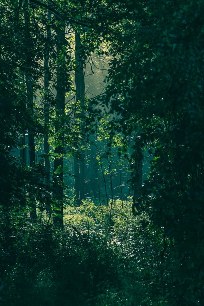 green lush forest