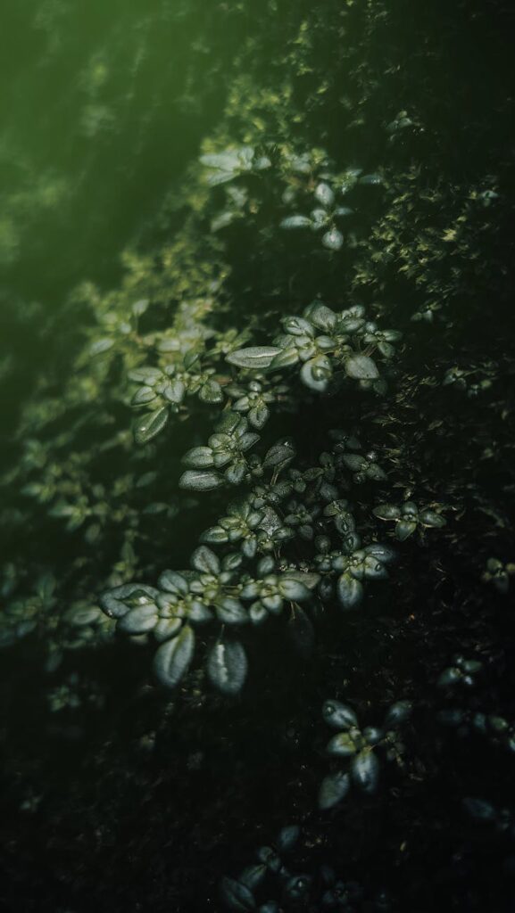 close up of water plants in green pond