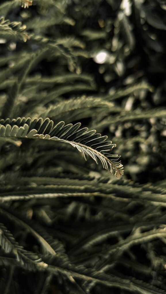 close up of lush green foilage outdoors